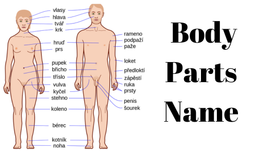 All Body Parts Name in English and Hindi